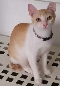 Gato ra a srd idade 1 ano nome Luna