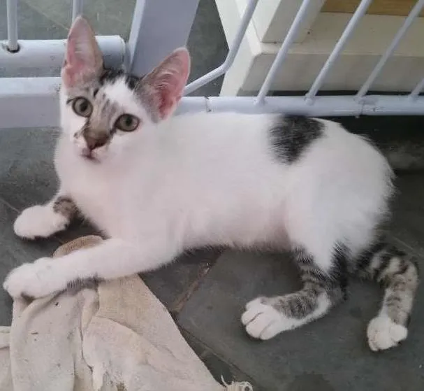 Gato ra a srd idade 2 a 6 meses nome Jade