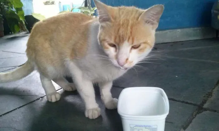 Gato ra a Não sei idade  nome Não tem
