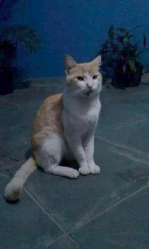 Gato ra a Não sei idade  nome Não tem