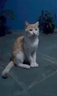 Não tem