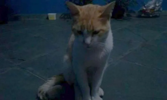 Gato ra a Não sei idade  nome Não tem