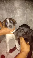 Pretinhos