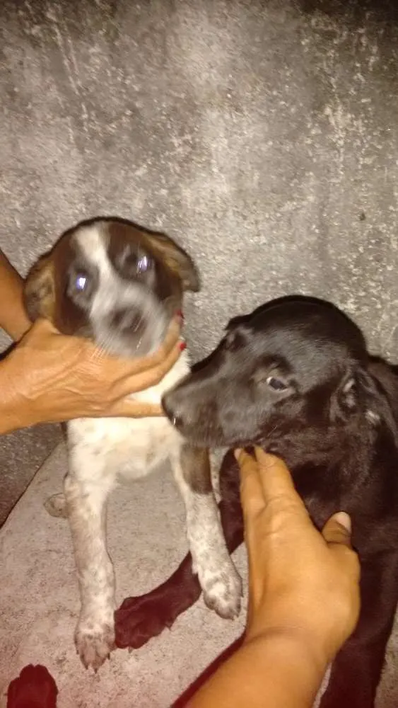 Cachorro raça Indefinida idade 2 a 6 meses nome Pretinhos