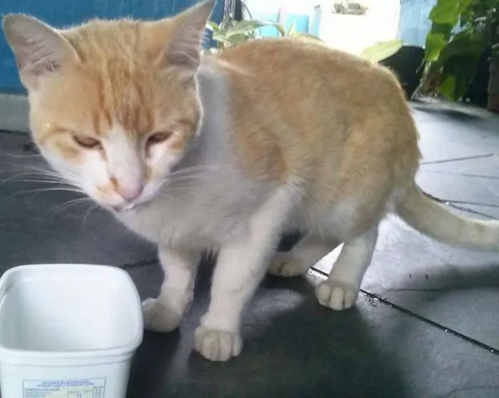 Gato ra a Não sei idade  nome Não tem