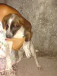Pretinhos