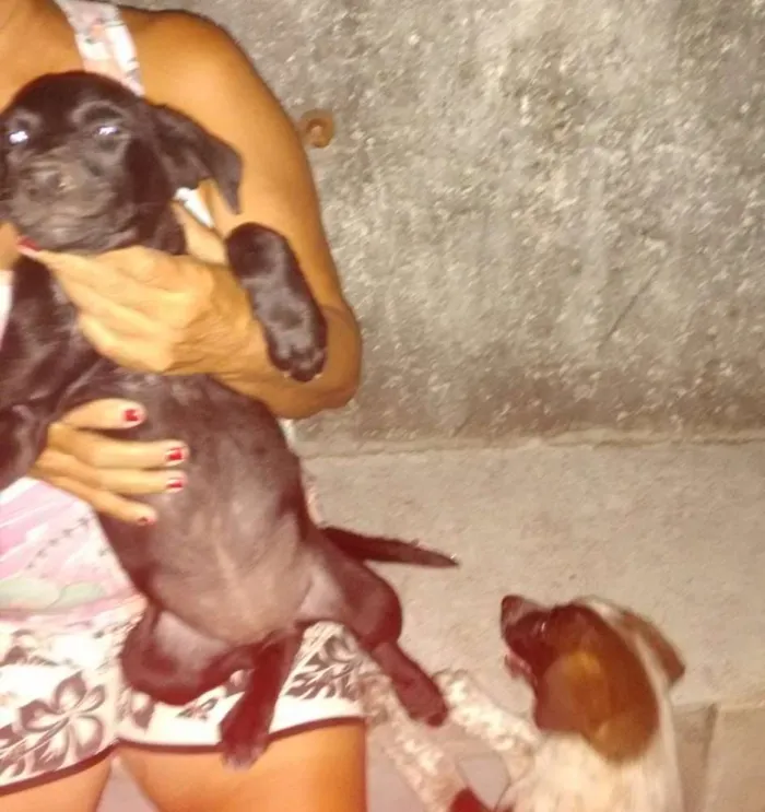 Cachorro raça Indefinida idade 2 a 6 meses nome Pretinhos