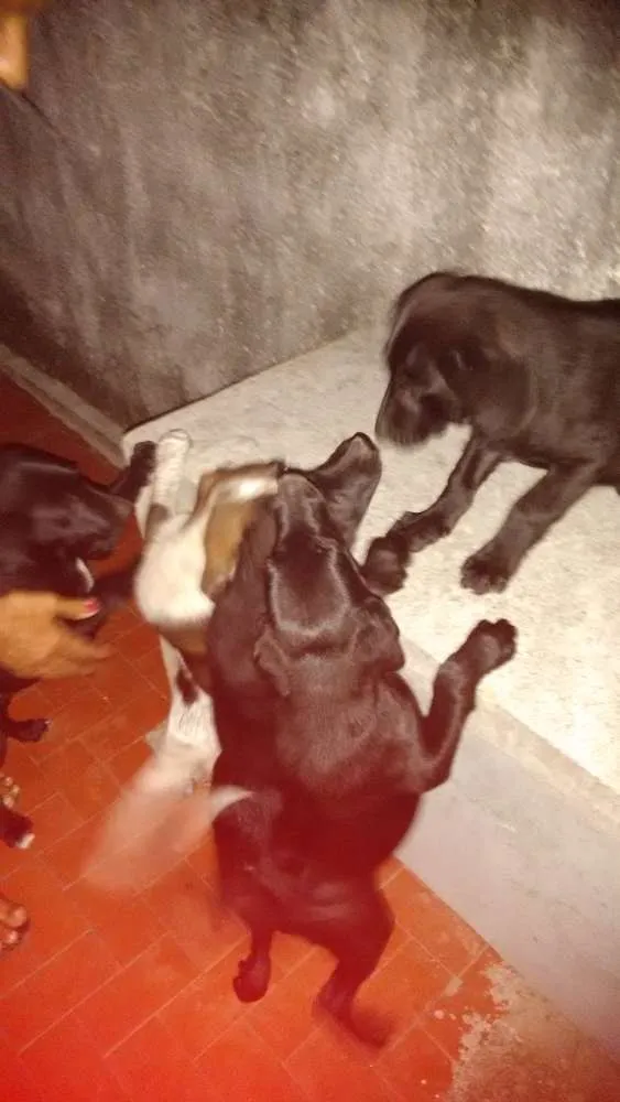 Cachorro raça Indefinida idade 2 a 6 meses nome Pretinhos