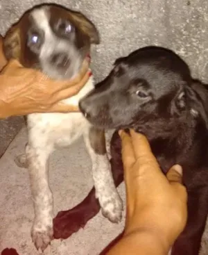 Cachorro raça Indefinida idade 2 a 6 meses nome Pretinhos