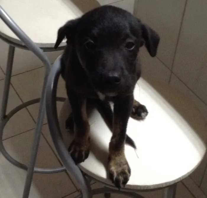 Cachorro ra a SRD idade 2 a 6 meses nome Pipoca
