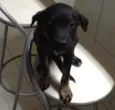 Pipoca