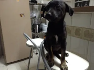 Cachorro raça SRD idade 2 a 6 meses nome Pipoca