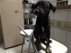 Cachorro raça SRD idade 2 a 6 meses nome Pipoca