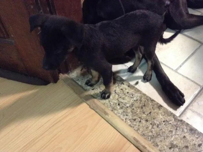Cachorro ra a SRD idade 2 a 6 meses nome Pipoca