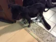 Pipoca