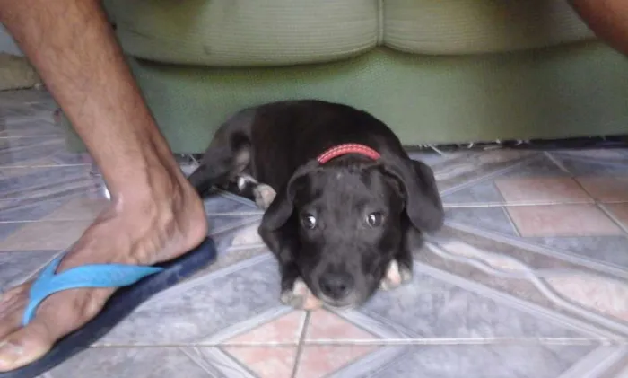Cachorro ra a Pitt bull idade 1 ano nome Valentine