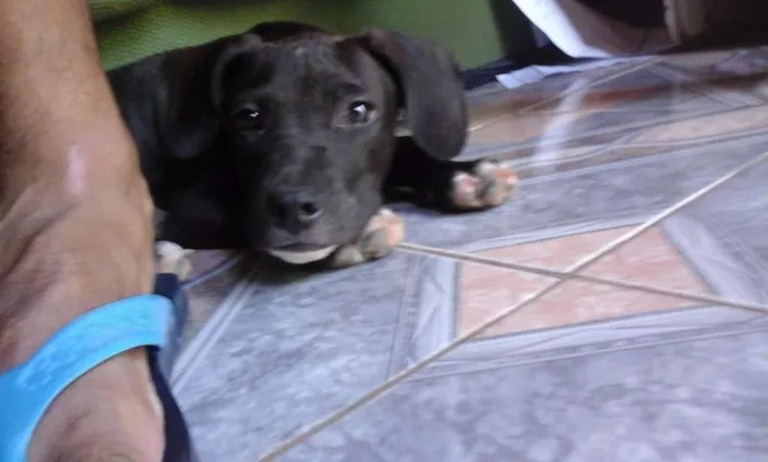 Cachorro ra a Pitt bull idade 1 ano nome Valentine
