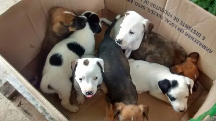 Cachorro raça  idade Abaixo de 2 meses nome Sem nomes ainda