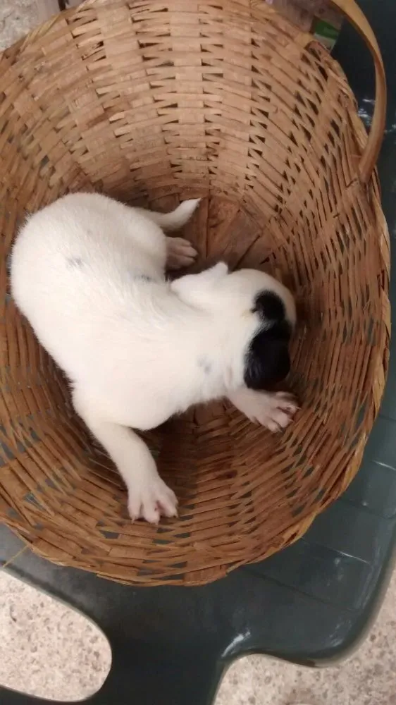 Cachorro raça  idade Abaixo de 2 meses nome Sem nomes ainda