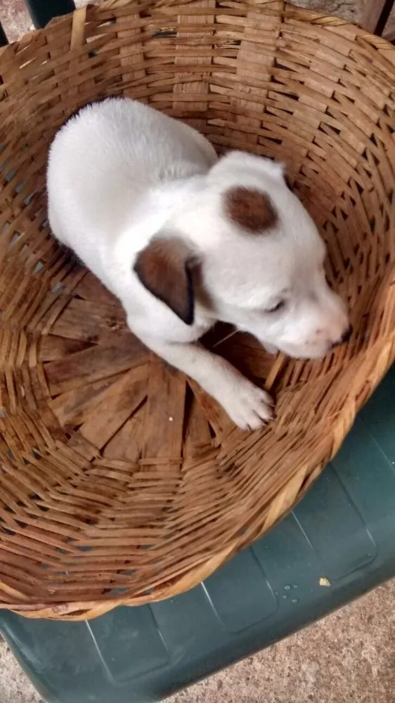 Cachorro raça  idade Abaixo de 2 meses nome Sem nomes ainda