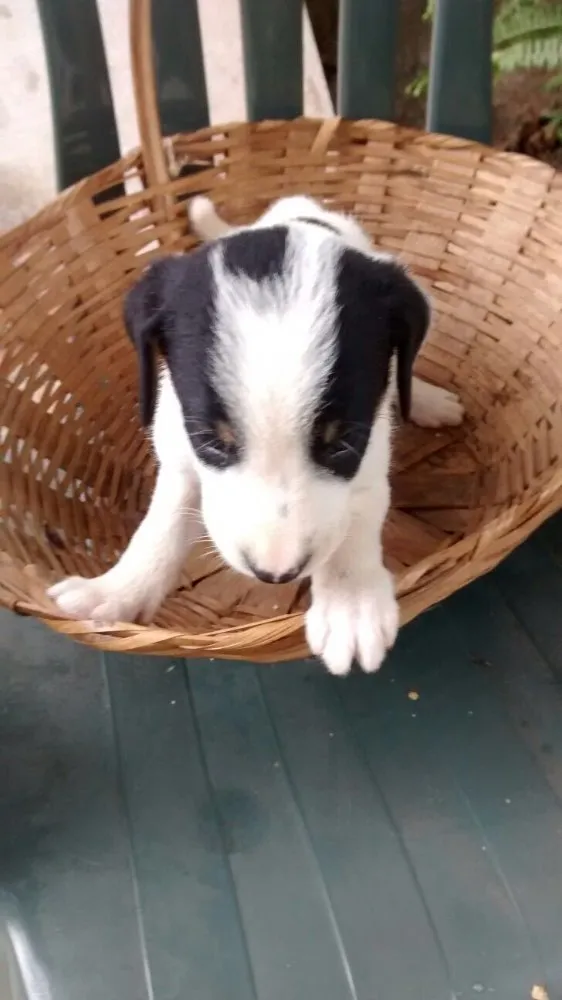 Cachorro raça  idade Abaixo de 2 meses nome Sem nomes ainda