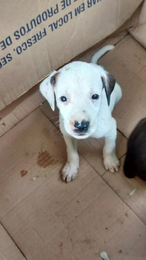 Cachorro raça  idade Abaixo de 2 meses nome Sem nomes ainda