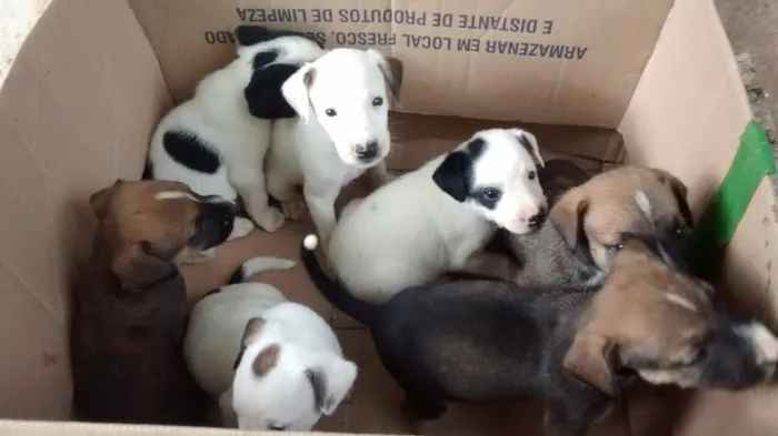 Cachorro raça  idade Abaixo de 2 meses nome Sem nomes ainda