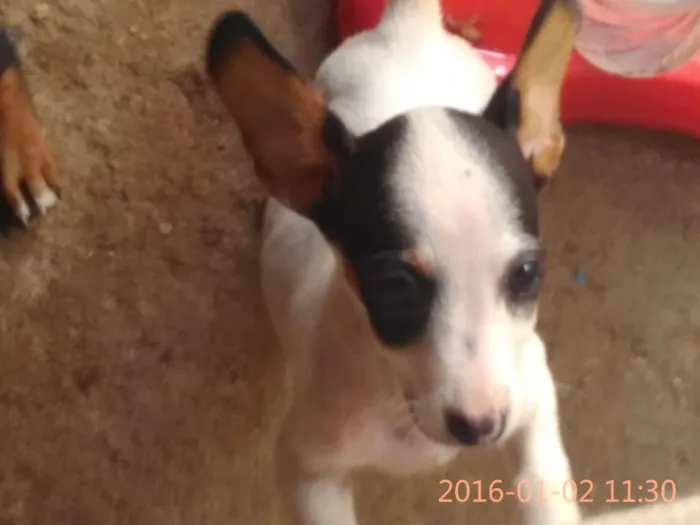 Cachorro ra a Vira Lata (com bace)  idade 2 a 6 meses nome Cansada