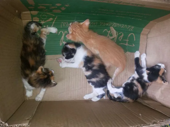 Gato raça SRD idade Abaixo de 2 meses nome A definir 