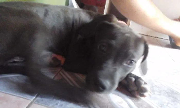 Cachorro ra a Pitt bull idade 1 ano nome Valentine 