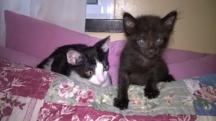 Gato ra a SRD idade Abaixo de 2 meses nome Baby