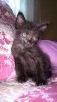 Baby