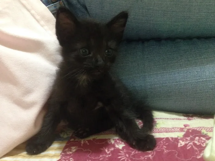 Gato ra a SRD idade Abaixo de 2 meses nome Baby