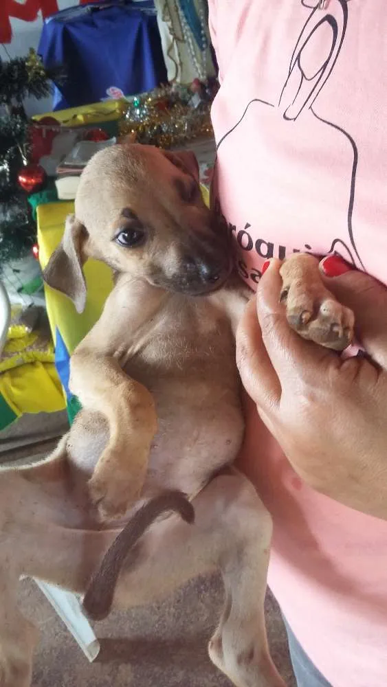 Cachorro ra a Virá lata idade Abaixo de 2 meses nome Sem nome