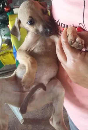 Cachorro raça Virá lata idade Abaixo de 2 meses nome Sem nome