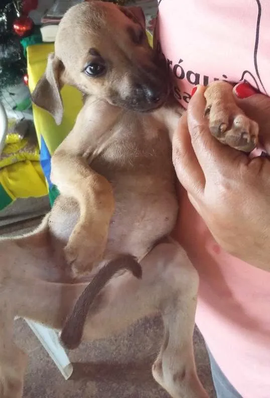 Cachorro ra a Virá lata idade Abaixo de 2 meses nome Sem nome
