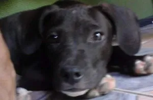 Cachorro raça Pitt bull idade 1 ano nome Valentine 