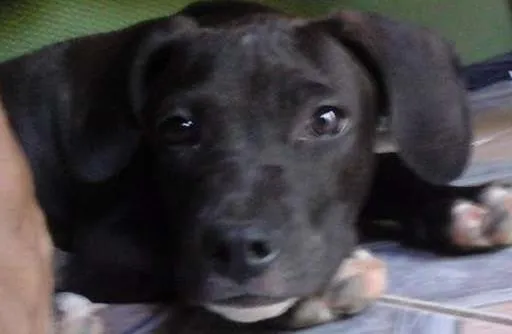 Cachorro ra a Pitt bull idade 1 ano nome Valentine 