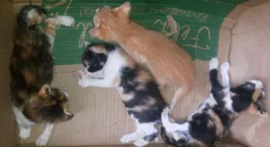 Gato raça SRD idade Abaixo de 2 meses nome A definir 