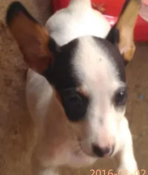 Cachorro raça Vira Lata (com bace)  idade 2 a 6 meses nome Cansada
