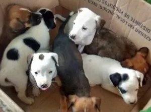 Cachorro raça  idade Abaixo de 2 meses nome Sem nomes ainda