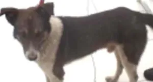 Cachorro raça SRD idade 3 anos nome FREDY