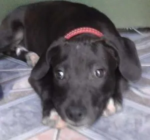 Cachorro raça Pitt bull idade 1 ano nome Valentine