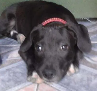Cachorro ra a Pitt bull idade 1 ano nome Valentine