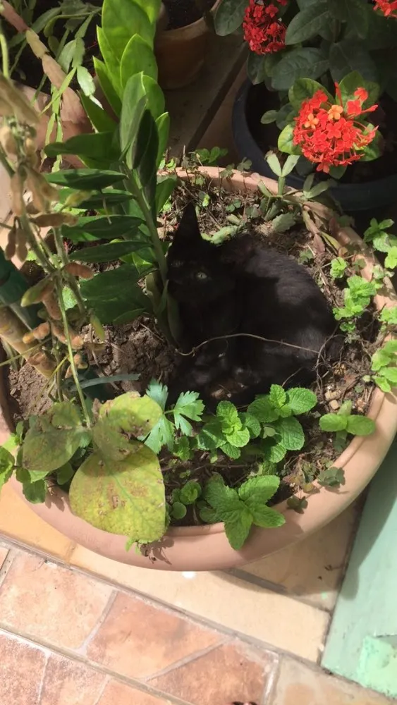 Gato ra a Vira-lata  idade Abaixo de 2 meses nome Neguinho 