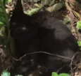 Neguinho 