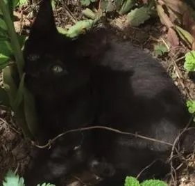 Gato raça Vira-lata  idade Abaixo de 2 meses nome Neguinho 