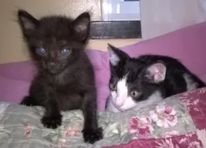Gato raça SRD idade Abaixo de 2 meses nome Baby