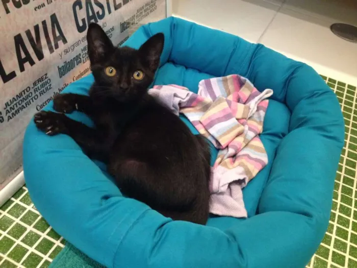 Gato ra a  idade Abaixo de 2 meses nome Bumi