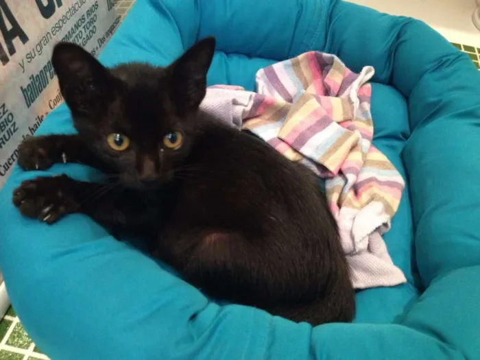 Gato ra a  idade Abaixo de 2 meses nome Bumi